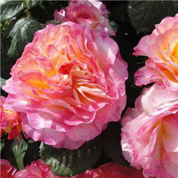 Rose gorges Seedlings Flower Seeds Perennial Growing Bonsai Corms Tubers Potted Planting Reblooming Fragrant Garden Roots Rhizomes Species Blooms Plant Bulbs Gardening Tree