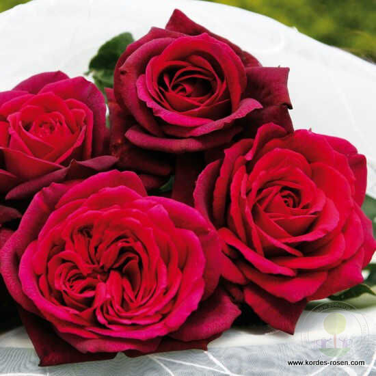 Gräfin Diana Rose Seedlings Flower Seeds Perennial Growing Bonsai Corms Tubers Potted Planting Reblooming Fragrant Garden Roots Rhizomes Species Blooms Plant Bulbs Gardening Tree - Seedsplant