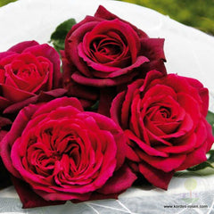 Gräfin Diana Rose Seedlings Flower Seeds Perennial Growing Bonsai Corms Tubers Potted Planting Reblooming Fragrant Garden Roots Rhizomes Species Blooms Plant Bulbs Gardening Tree - Seedsplant
