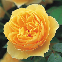 Graham Thomas Amber Mist Rose Seedlings Flower Seeds Perennial Growing Bonsai Corms Tubers Potted Planting Reblooming Fragrant Garden Roots Rhizomes Species Blooms Plant Bulbs Gardening Tree