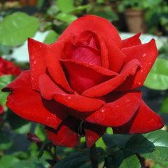 Grande Amore Rose Seedlings Flower Seeds Perennial Growing Bonsai Corms Tubers Potted Planting Reblooming Fragrant Garden Roots Rhizomes Species Blooms Plant Bulbs Gardening Tree