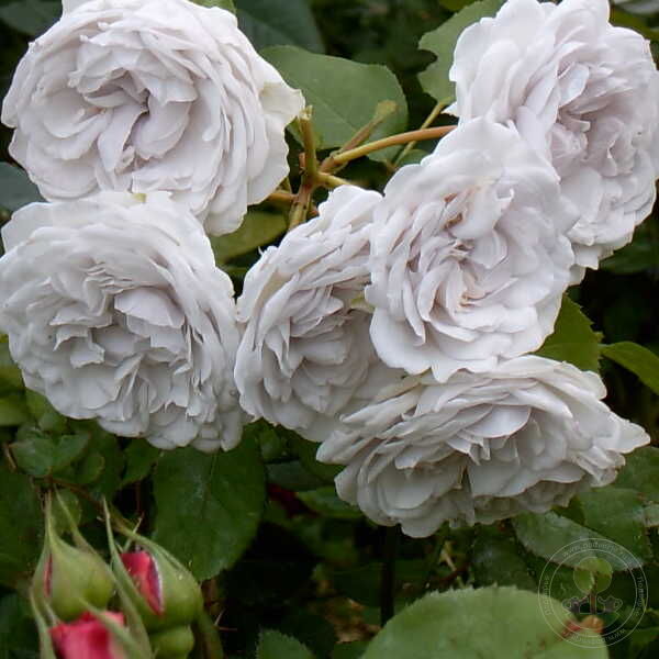 Griselis Rose Seedlings Flower Seeds Perennial Growing Bonsai Corms Tubers Potted Planting Reblooming Fragrant Garden Roots Rhizomes Species Blooms Plant Bulbs Gardening Tree