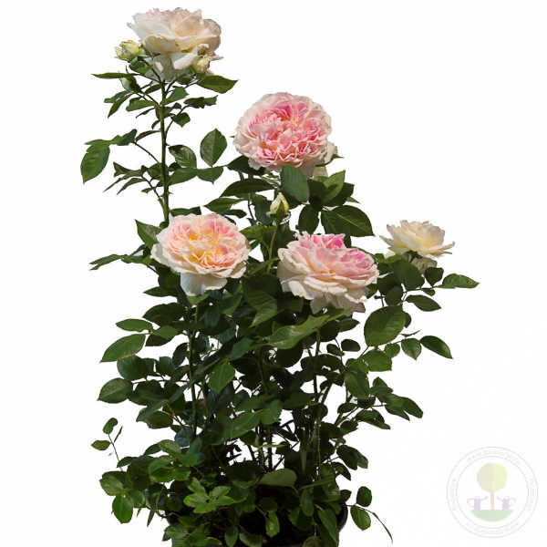 Guernsey come on Rose Seedlings Flower Seeds Perennial Growing Bonsai Corms Tubers Potted Planting Reblooming Fragrant Garden Roots Rhizomes Species Blooms Plant Bulbs Gardening Tree