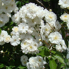 Garland DE amour Rose Seedlings Flower Seeds Perennial Growing Bonsai Corms Tubers Potted Planting Reblooming Fragrant Garden Roots Rhizomes Species Blooms Plant Bulbs Gardening Tree