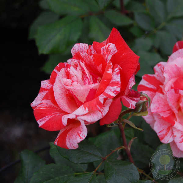 Hanky Panky Rose Seedlings Flower Seeds Perennial Growing Bonsai Corms Tubers Potted Planting Reblooming Fragrant Garden Roots Rhizomes Species Blooms Plant Bulbs Gardening Tree