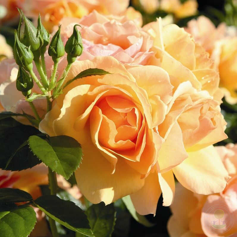 Hansestadt Rostock Rose Seedlings Flower Seeds Perennial Growing Bonsai Corms Tubers Potted Planting Reblooming Fragrant Garden Roots Rhizomes Species Blooms Plant Bulbs Gardening Tree
