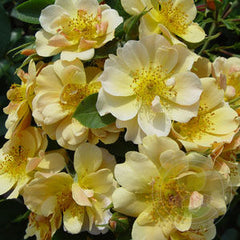 Happy Days Rose Seedlings Flower Seeds Perennial Growing Bonsai Corms Tubers Potted Planting Reblooming Fragrant Garden Roots Rhizomes Species Blooms Plant Bulbs Gardening Tree