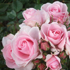 Happy Silver Wedding Rose Seedlings Flower Seeds Perennial Growing Bonsai Corms Tubers Potted Planting Reblooming Fragrant Garden Roots Rhizomes Species Blooms Plant Bulbs Gardening Tree