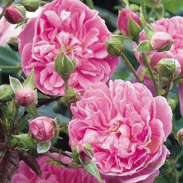 Harlow carr Rose Seedlings Flower Seeds Perennial Growing Bonsai Corms Tubers Potted Planting Reblooming Fragrant Garden Roots Rhizomes Species Blooms Plant Bulbs Gardening Tree