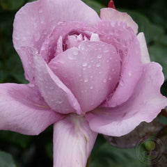 Harry Edland Rose Seedlings Flower Seeds Perennial Growing Bonsai Corms Tubers Potted Planting Reblooming Fragrant Garden Roots Rhizomes Species Blooms Plant Bulbs Gardening Tree