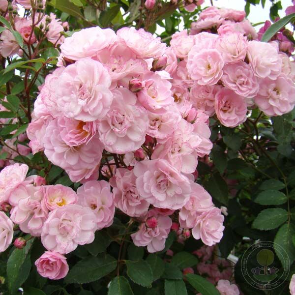 Havenley pink Rose Seedlings Flower Seeds Perennial Growing Bonsai Corms Tubers Potted Planting Reblooming Fragrant Garden Roots Rhizomes Species Blooms Plant Bulbs Gardening Tree