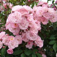 Havenley pink Rose Seedlings Flower Seeds Perennial Growing Bonsai Corms Tubers Potted Planting Reblooming Fragrant Garden Roots Rhizomes Species Blooms Plant Bulbs Gardening Tree