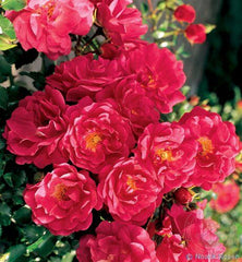 heidetraum Rose Seedlings Flower Seeds Perennial Growing Bonsai Corms Tubers Potted Planting Reblooming Fragrant Garden Roots Rhizomes Species Blooms Plant Bulbs Gardening Tree