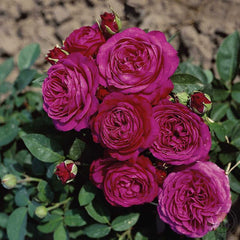 Heidi Klum Rose Rose Seedlings Flower Seeds Perennial Growing Bonsai Corms Tubers Potted Planting Reblooming Fragrant Garden Roots Rhizomes Species Blooms Plant Bulbs Gardening Tree