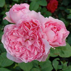 Henri le Sidaner Rose Seedlings Flower Seeds Perennial Growing Bonsai Corms Tubers Potted Planting Reblooming Fragrant Garden Roots Rhizomes Species Blooms Plant Bulbs Gardening Tree