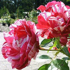 Henri Matisse Rose Seedlings Flower Seeds Perennial Growing Bonsai Corms Tubers Potted Planting Reblooming Fragrant Garden Roots Rhizomes Species Blooms Plant Bulbs Gardening Tree