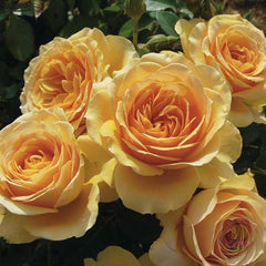 Enrietta barnett Rose Seedlings Flower Seeds Perennial Growing Bonsai Corms Tubers Potted Planting Reblooming Fragrant Garden Roots Rhizomes Species Blooms Plant Bulbs Gardening Tree - Seedsplant