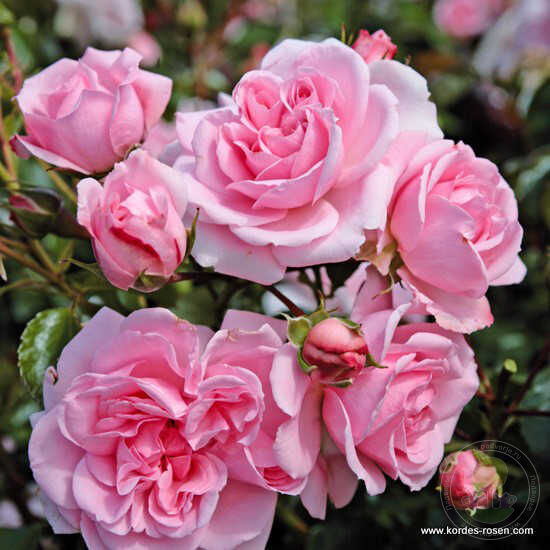 Home and garden Rose Seedlings Flower Seeds Perennial Growing Bonsai Corms Tubers Potted Planting Reblooming Fragrant Garden Roots Rhizomes Species Blooms Plant Bulbs Gardening Tree