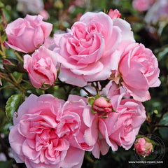 Home and garden Rose Seedlings Flower Seeds Perennial Growing Bonsai Corms Tubers Potted Planting Reblooming Fragrant Garden Roots Rhizomes Species Blooms Plant Bulbs Gardening Tree