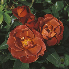 Hot chokolet Rose Seedlings Flower Seeds Perennial Growing Bonsai Corms Tubers Potted Planting Reblooming Fragrant Garden Roots Rhizomes Species Blooms Plant Bulbs Gardening Tree