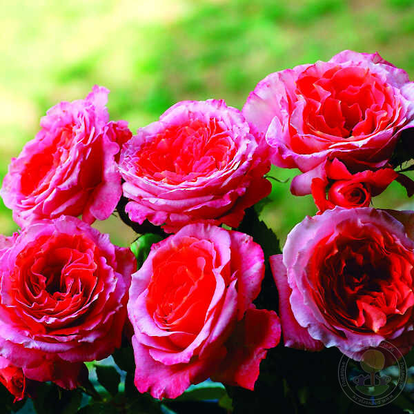 Institut Lumiere Rose Seedlings Flower Seeds Perennial Growing Bonsai Corms Tubers Potted Planting Reblooming Fragrant Garden Roots Rhizomes Species Blooms Plant Bulbs Gardening Tree - Seedsplant