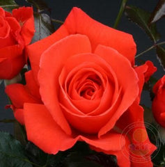 It's Magic Rose Plant Seedlings Flower Seeds Perennial Growing Bonsai Corms Tubers Potted Planting Reblooming Fragrant Garden Roots Rhizomes Species Blooms Bulbs Gardening Tree