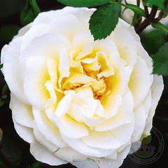 Johnp connell Rose Seedlings Flower Seeds Perennial Growing Bonsai Corms Tubers Potted Planting Reblooming Fragrant Garden Roots Rhizomes Species Blooms Plant Bulbs Gardening Tree