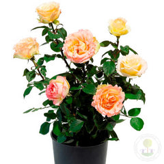 Jalita Judith Williams Rose Seedlings Flower Seeds Perennial Growing Bonsai Corms Tubers Potted Planting Reblooming Fragrant Garden Roots Rhizomes Species Blooms Plant Bulbs Gardening Tree