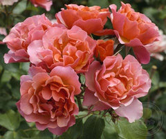 Signed jean kokto tequila Rose Seedlings Flower Seeds Perennial Growing Bonsai Corms Tubers Potted Planting Reblooming Fragrant Garden Roots Rhizomes Species Blooms Plant Bulbs Gardening Tree - Seedsplant