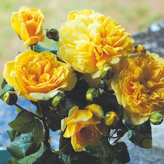 Joelle Marouani Rose Seedlings Flower Seeds Perennial Growing Bonsai Corms Tubers Potted Planting Reblooming Fragrant Garden Roots Rhizomes Species Blooms Plant Bulbs Gardening Tree