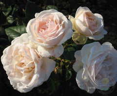 Julia Renaissance Rose Seedlings Flower Seeds Perennial Growing Bonsai Corms Tubers Potted Planting Reblooming Fragrant Garden Roots Rhizomes Species Blooms Plant Bulbs Gardening Tree