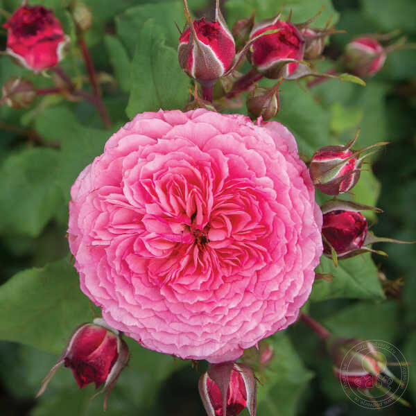 Catarina freila theo clavers Rose Seedlings Flower Seeds Perennial Growing Bonsai Corms Tubers Potted Planting Reblooming Fragrant Garden Roots Rhizomes Species Blooms Plant Bulbs Gardening Tree - Seedsplant