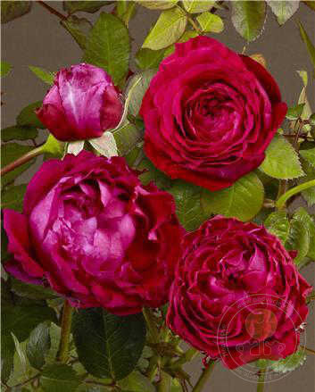 Catherine Renaissance Rose Plant Seedlings Flower Seeds Perennial Growing Bonsai Corms Tubers Potted Planting Reblooming Fragrant Garden Roots Rhizomes Species Blooms Bulbs Gardening Tree