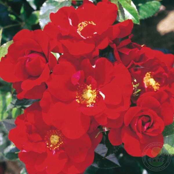 Keep In Touch Rose Seedlings Flower Seeds Perennial Growing Bonsai Corms Tubers Potted Planting Reblooming Fragrant Garden Roots Rhizomes Species Blooms Plant Bulbs Gardening Tree