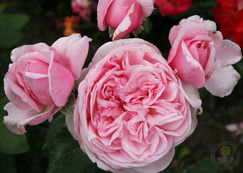 Kiss mi Kate is a whipper Rose Seedlings Flower Seeds Perennial Growing Bonsai Corms Tubers Potted Planting Reblooming Fragrant Garden Roots Rhizomes Species Blooms Plant Bulbs Gardening Tree