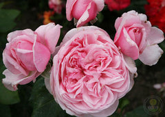 Kiss mi Kate is a whipper Rose Seedlings Flower Seeds Perennial Growing Bonsai Corms Tubers Potted Planting Reblooming Fragrant Garden Roots Rhizomes Species Blooms Plant Bulbs Gardening Tree