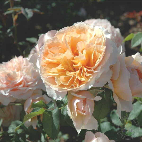 Kizuna Rose Seedlings Flower Seeds Perennial Growing Bonsai Corms Tubers Potted Planting Reblooming Fragrant Garden Roots Rhizomes Species Blooms Plant Bulbs Gardening Tree