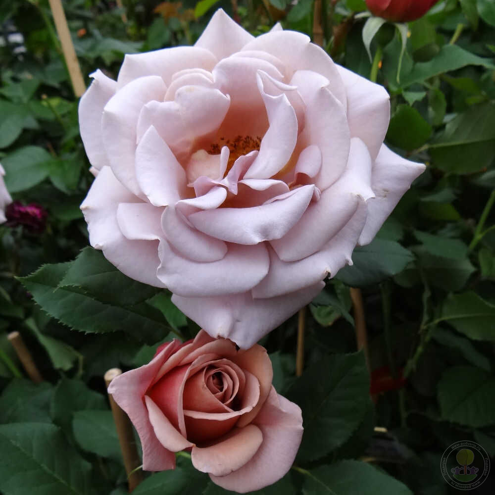 Koko Loko Rose Seedlings Flower Seeds Perennial Growing Bonsai Corms Tubers Potted Planting Reblooming Fragrant Garden Roots Rhizomes Species Blooms Plant Bulbs Gardening Tree