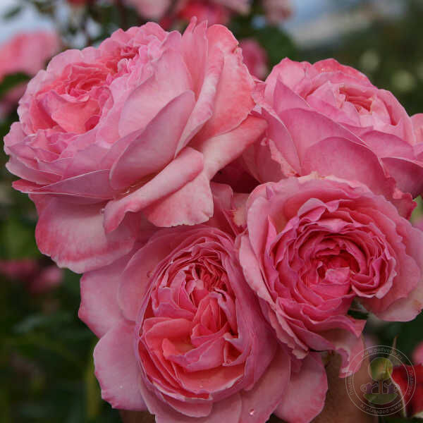 Flora column kolner Rose Seedlings Flower Seeds Perennial Growing Bonsai Corms Tubers Potted Planting Reblooming Fragrant Garden Roots Rhizomes Species Blooms Plant Bulbs Gardening Tree