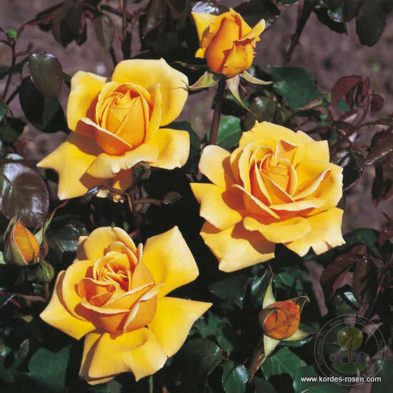 Kupferkoenigin Rose Plant Seedlings Flower Seeds Perennial Growing Bonsai Corms Tubers Potted Planting Reblooming Fragrant Garden Roots Rhizomes Species Blooms Bulbs Gardening Tree