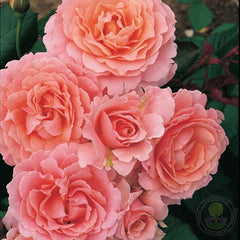Lyman Rose Seedlings Flower Seeds Perennial Growing Bonsai Corms Tubers Potted Planting Reblooming Fragrant Garden Roots Rhizomes Species Blooms Plant Bulbs Gardening Tree