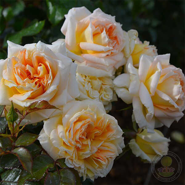 La calisson Seedlings Flower Seeds Perennial Growing Bonsai Corms Tubers Potted Planting Reblooming Fragrant Garden Roots Rhizomes Species Blooms Plant Bulbs Gardening Tree