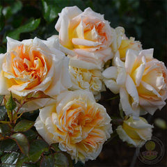 La Calissonne Rose Seedlings Flower Seeds Perennial Growing Bonsai Corms Tubers Potted Planting Reblooming Fragrant Garden Roots Rhizomes Species Blooms Plant Bulbs Gardening Tree