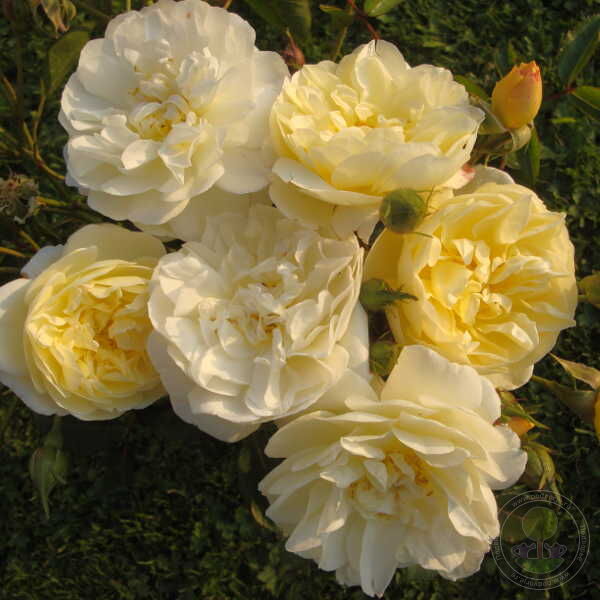 La fayette Rose Seedlings Flower Seeds Perennial Growing Bonsai Corms Tubers Potted Planting Reblooming Fragrant Garden Roots Rhizomes Species Blooms Plant Bulbs Gardening Tree