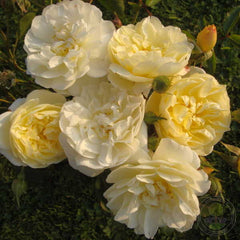La fayette Rose Seedlings Flower Seeds Perennial Growing Bonsai Corms Tubers Potted Planting Reblooming Fragrant Garden Roots Rhizomes Species Blooms Plant Bulbs Gardening Tree