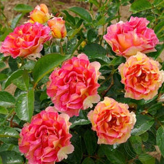 La parisien Rose Seedlings Flower Seeds Perennial Growing Bonsai Corms Tubers Potted Planting Reblooming Fragrant Garden Roots Rhizomes Species Blooms Plant Bulbs Gardening Tree
