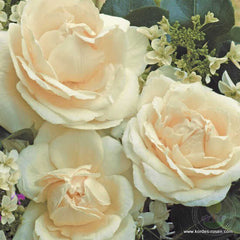 La perla Rose Seedlings Flower Seeds Perennial Growing Bonsai Corms Tubers Potted Planting Reblooming Fragrant Garden Roots Rhizomes Species Blooms Plant Bulbs Gardening Tree