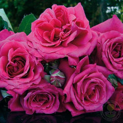 La Roche-Guyon Rose Seedlings Flower Seeds Perennial Growing Bonsai Corms Tubers Potted Planting Reblooming Fragrant Garden Roots Rhizomes Species Blooms Plant Bulbs Gardening Tree