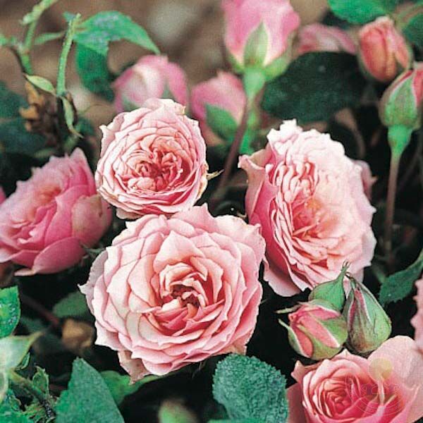 La Rose Bordeaux Rose Seedlings Flower Seeds Perennial Growing Bonsai Corms Tubers Potted Planting Reblooming Fragrant Garden Roots Rhizomes Species Blooms Plant Bulbs Gardening Tree