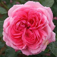 La Rose de Molinard Rose Seedlings Flower Seeds Perennial Growing Bonsai Corms Tubers Potted Planting Reblooming Fragrant Garden Roots Rhizomes Species Blooms Plant Bulbs Gardening Tree